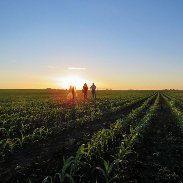 Agricultural fields at Anderson Farm in Iowa.  