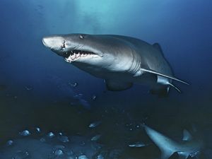 A tiger shark swims toward the camera. 